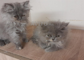 Chat persan à vendre 