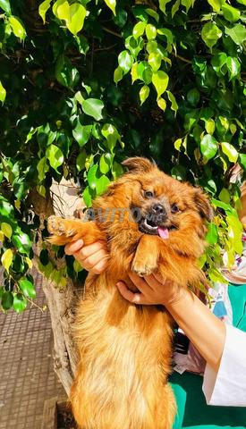 Spitz/Pekinois cherchant une femelle 