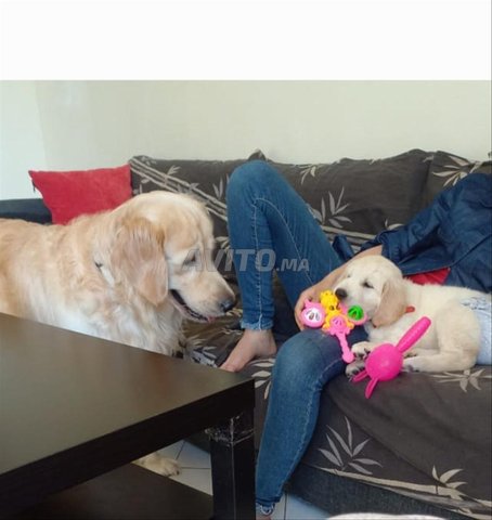 magnifique chiots golden retriever