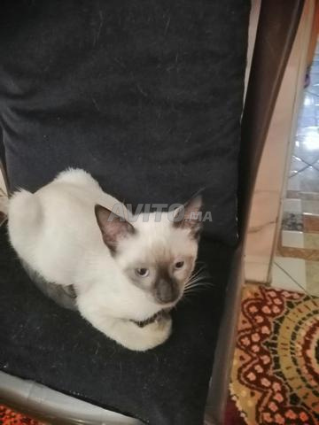 بيع اثنان قطط سلاله الصيامي واحد قطة وقط واحد