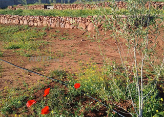 Terrain Milkia juridique de 7205 m2