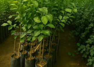 كل أنوع الحوامض