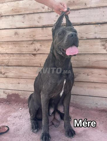 male et femelle cane corso pédgree - 2