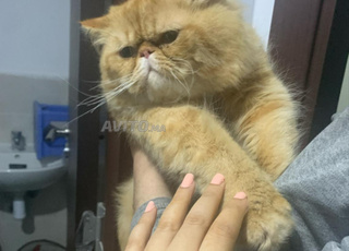 persan peke face pur race