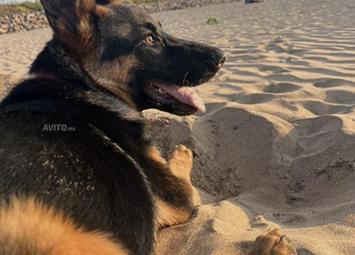 chienne berger allemand 7mois