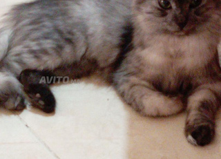 À adopter chats adorables de tous âges 