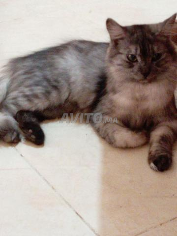 À adopter chats adorables de tous âges 