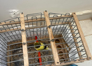 canard 3 mâle et femelle 