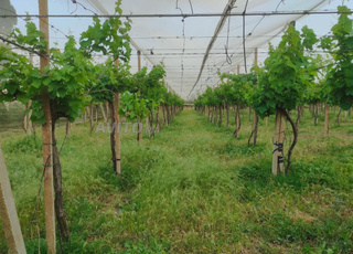 أرض فلاحية مغروسة بعنب المائدة بمقام الطلبة تيفلت