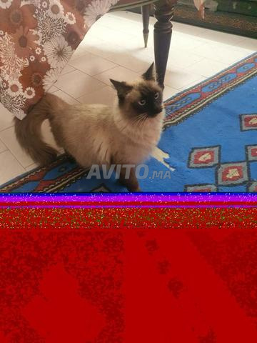 Siamois himalayenne 18mois