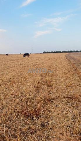 هكتار وثلاثة خدامة 200متر من طريق وطنية - 2