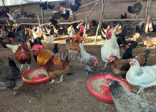 oeuf fécondé بيض مخصب خليط السلالات 