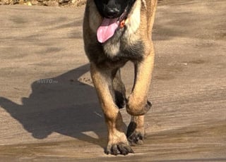 ADORABLE CHIEN MALINOIS DE 5 MOIS