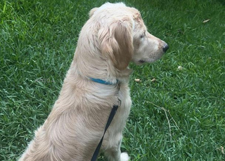 chien golden retriever 