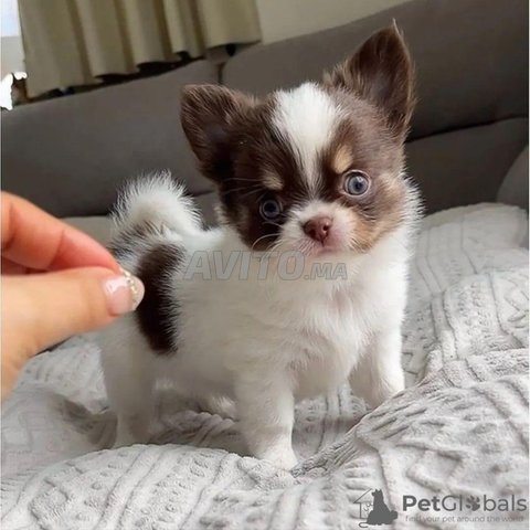 chihuahua nain 