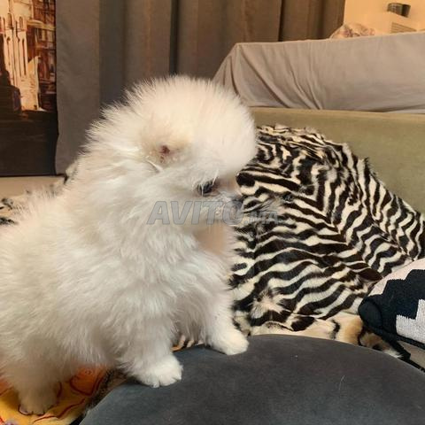 male et femelle spitz nain - 2