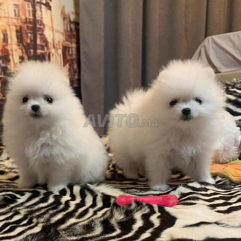 male et femelle spitz nain