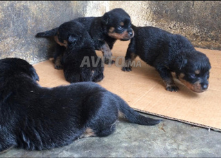 Rottweiler Femelle 1 mois