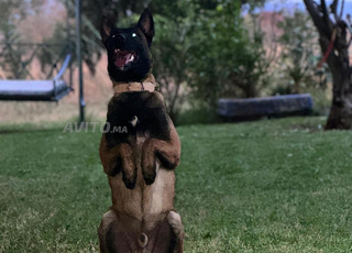 chien malinois 