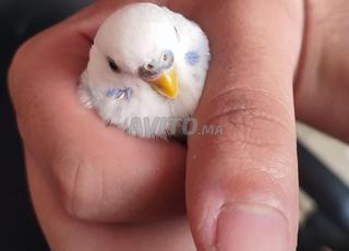 ذكر بيروش واجد 