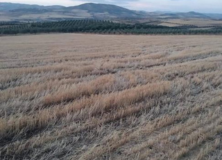 أرض فلاحية محفظة س