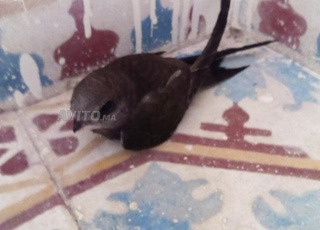 طائر السانونو 