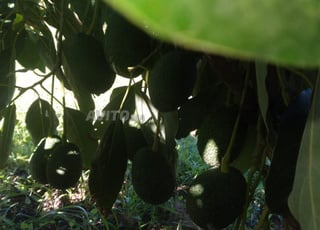 Ferme 2 hectares avocat