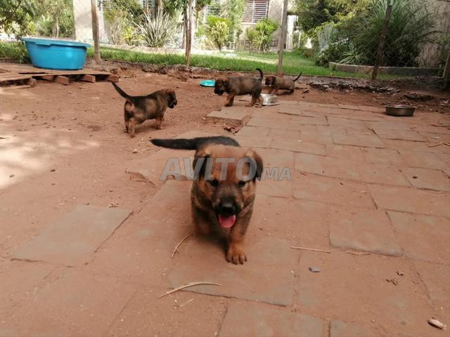 5 chiots malinois et rottweiler - 2