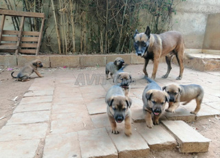 5 chiots malinois et rottweiler