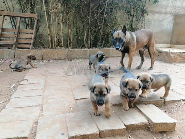 5 chiots malinois et rottweiler