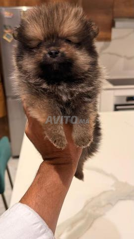 male et femelle spitz nain  - 2