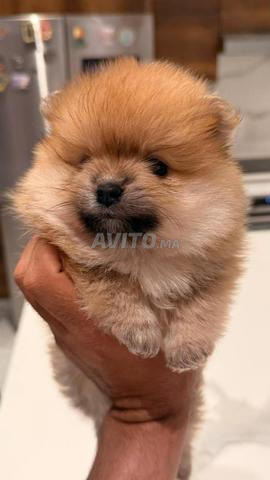 male et femelle spitz nain 