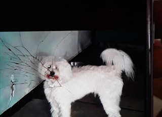 Vente chien blanc race bichon maltais 