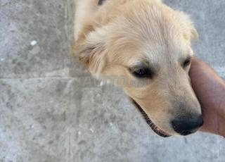 Chiot Golden Retriever Male