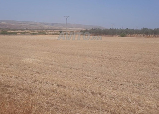  هكتارين محافظة للبيع ناحية تيفلت معازيز 