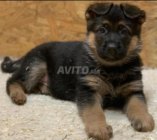 Berger allemand femelle 