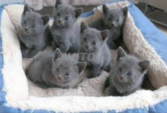 chaton bébé bleuress âge 40 j 