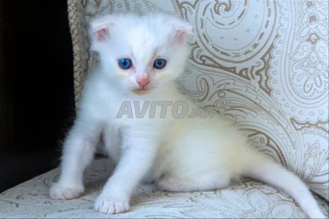 chaton angora turc 