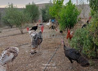 ذكور بيبي للبيع