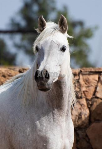 Jument Straight Egyptian, show et élevage