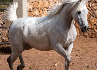 Jument Straight Egyptian, show et élevage