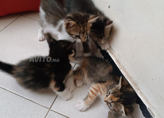 chatte et ses chatons à donner 