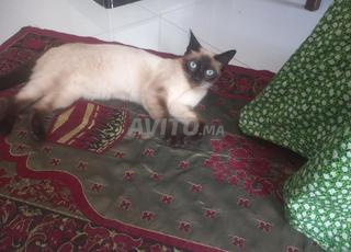 chat siamois femelle stérilisée 8 mois