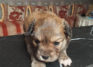 Vendre Chien malinoi/labrador sabl et autre chien 