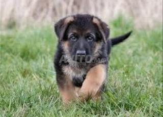 berger allemand chiot