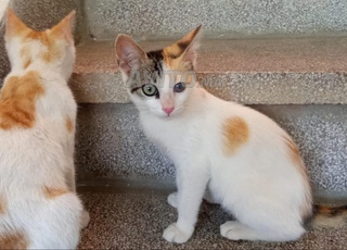 قطتين التبني مجانا بالقنيطرة 