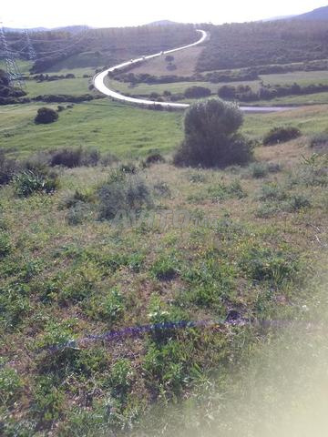 أرض للبيع فلاحية على طريق قرب دار الشاوي مناسب