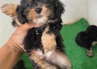 bichon havanais chiot