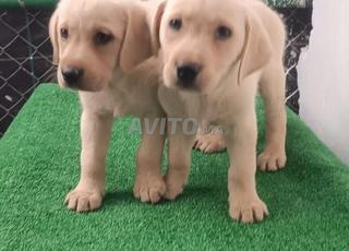 Labrador chiot 