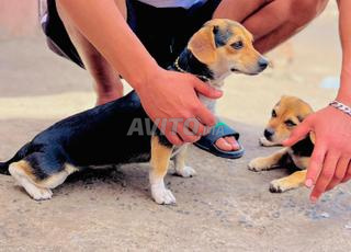 كلاب بينيك و شيواوا